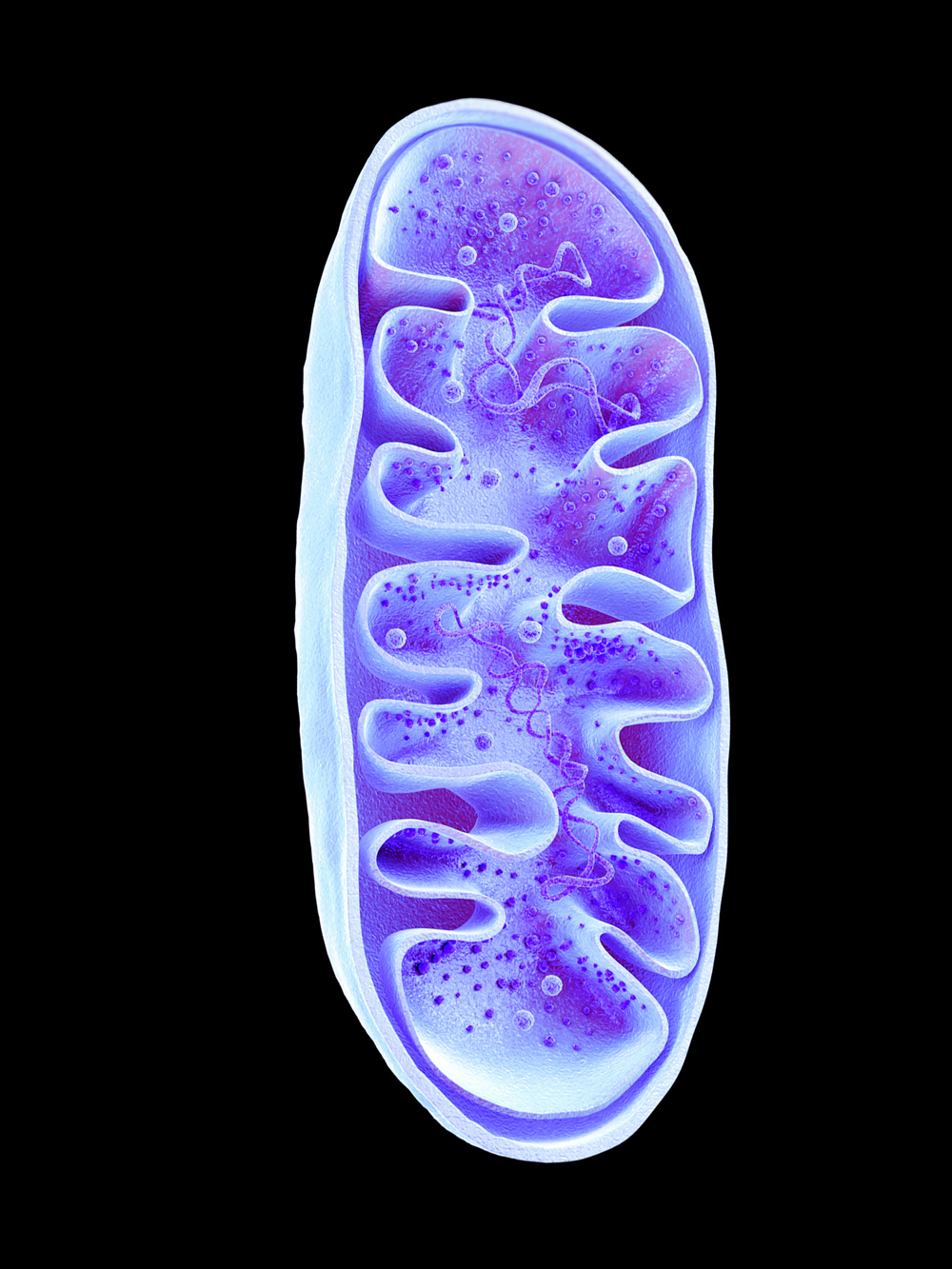 cells