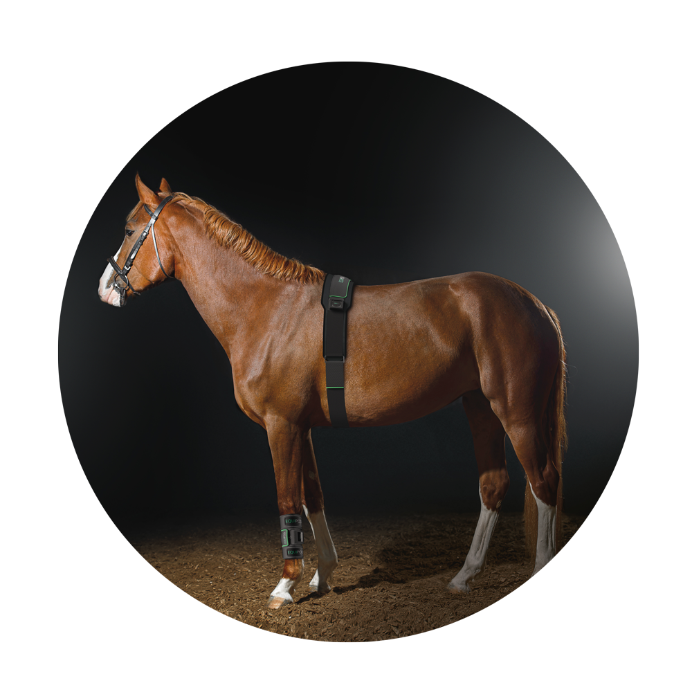 horse-roundel